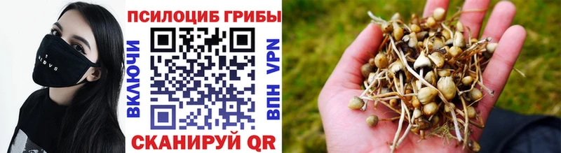 купить наркоту  Новая Ладога  Псилоцибиновые грибы Magic Shrooms 